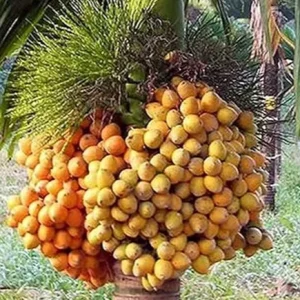 ৫০ পিচ ভিয়েতনামি সুপারি চারা
